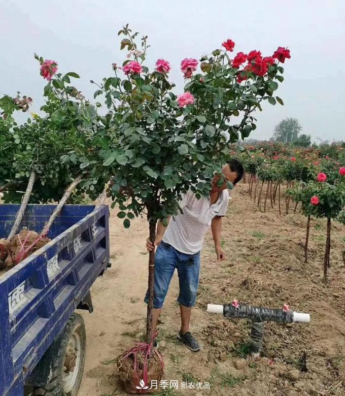 供应各种规格的树状月季，树桩月季，小青杆月季(图4)