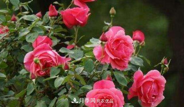 嫁接月季花，注意4个“要点”，轻松提高成活率(图1)