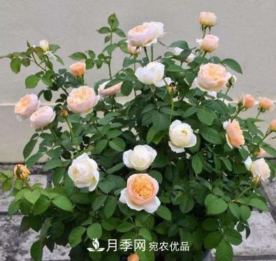 扦插月季花，几月***合适？掌握几个“关键点”，扦插都没问题(图1)
