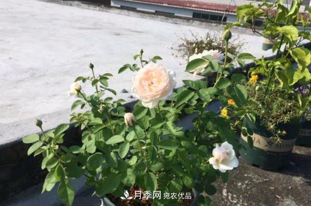 买到黄泥裹根的月季花，教你1招换盆，缓苗快速生根(图3)