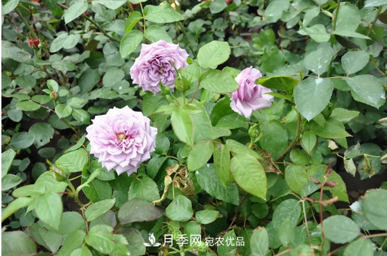 供应南阳月季，花中皇后，月月花开月月红(图2)