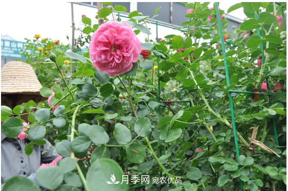 供应南阳月季，花中皇后，月月花开月月红(图4)