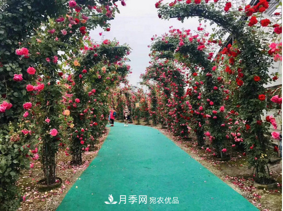 供应南阳月季，花中皇后，月月花开月月红(图3)