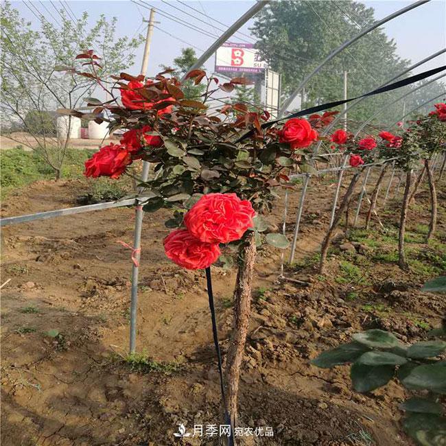 月季花的产地是哪里？南阳产的月季花好？(图1)