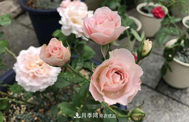 月季花的产地是哪里？南阳产的月季花好？(图3)