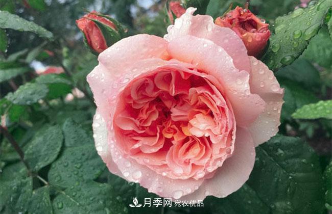 月季花的花语是什么?月季花的寓意和象征(图1)