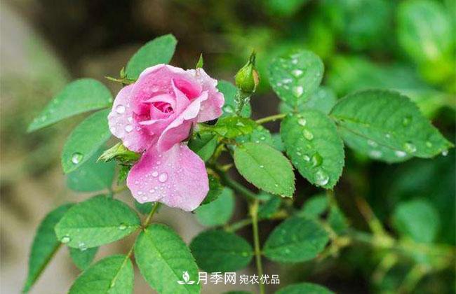 月季花的花语是什么?月季花的寓意和象征(图2)