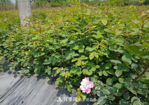 月季花幼苗怎样栽培？月季苗种植方法(图2)