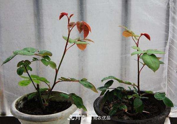 月季花幼苗怎样栽培？月季苗种植方法(图3)