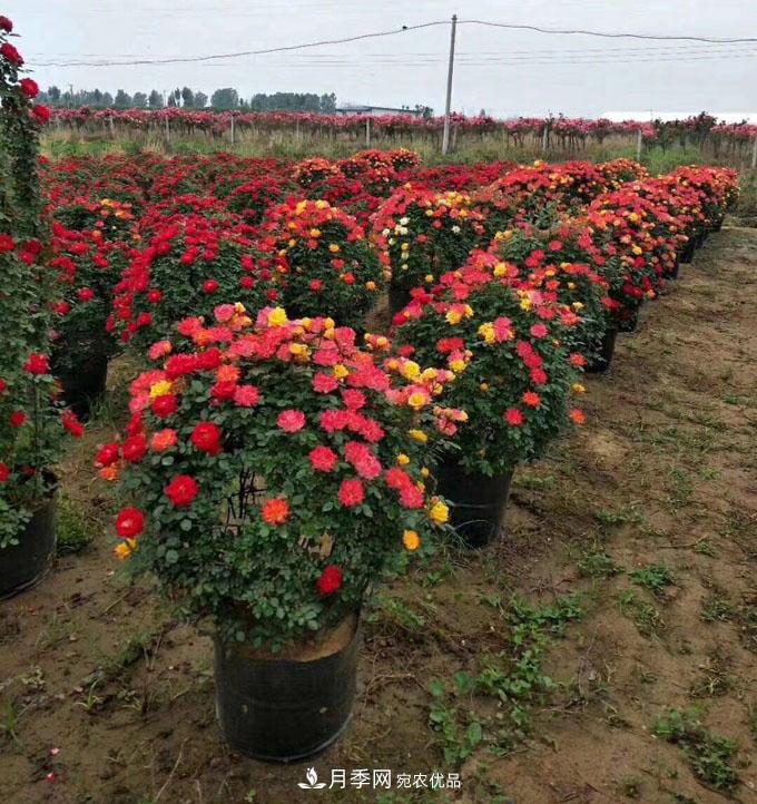 基地直供造型月季花瓶、月季花球、月季花柱批发价格(图1)