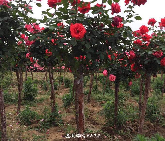 基地直供造型月季花瓶、月季花球、月季花柱批发价格(图2)