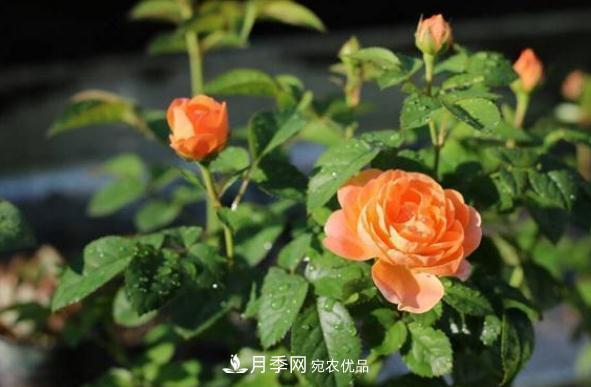 月季网，月季花秋季施肥方法(图1)