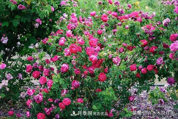 25个丰花浓香的波旁月季。拥有中国血统，不仅抗病还能做花墙(图7)
