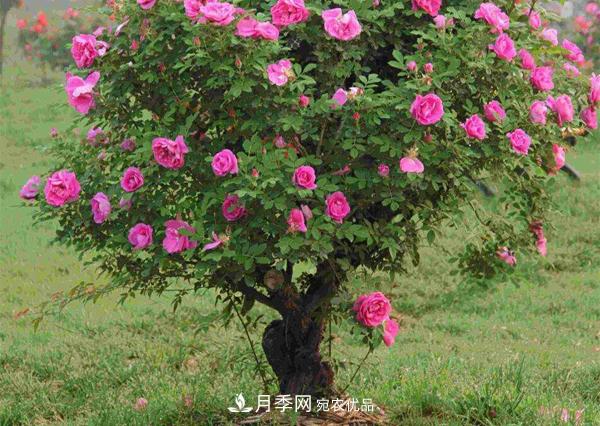 南阳香水月季栽培方法(图1)