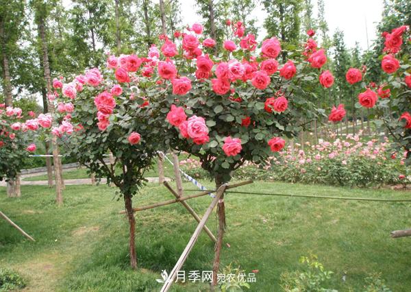 南阳树状月季为陕西西安园林工程添加生机(图1)