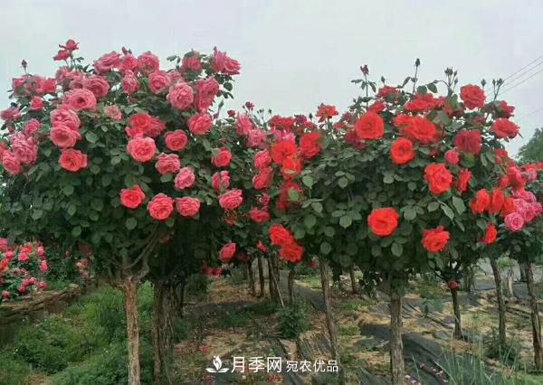 南阳树状月季为陕西西安园林工程添加生机(图2)