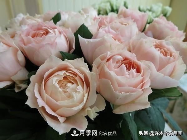 月季垂头怎么办?枝条柔软不直立怎么回事,教你一招搞定(图5) 月季垂头怎么办?枝条柔软不直立怎么回事,教你一招搞定(图5)