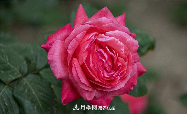 月季花开吐芬芳，南阳月季大美景(图库)(图1)