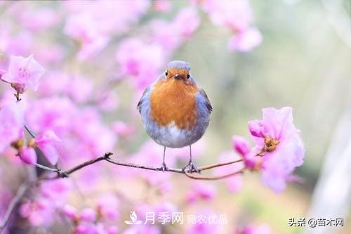 南阳苗木人做好准备，苗木旺季的脚步正在到来(图1)