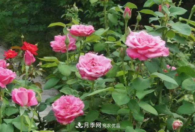 月季***怕“三种”水，避开不黄叶烂根，清香宜人一整年(图2)
