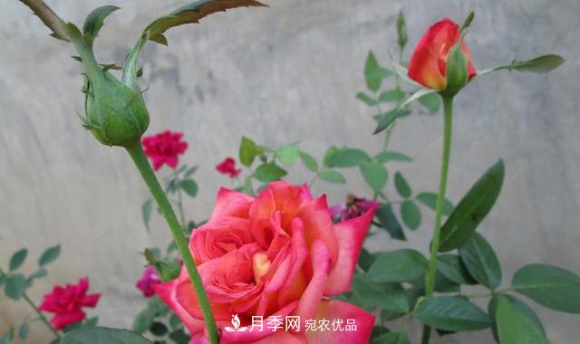 月季***怕“三种”水，避开不黄叶烂根，清香宜人一整年(图3)