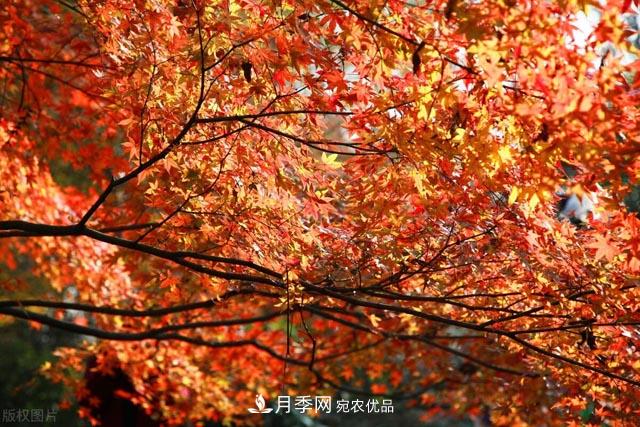 秋叶如花，观赏红叶的苗木，除了红枫，你认识哪几种？(图1)