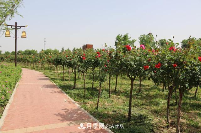 陕西咸阳两寺渡公园百亩“月季树”绚烂绽放惹人爱！(图1)
