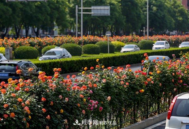 月季芬芳四百年 北京市花的前世今生(图1)