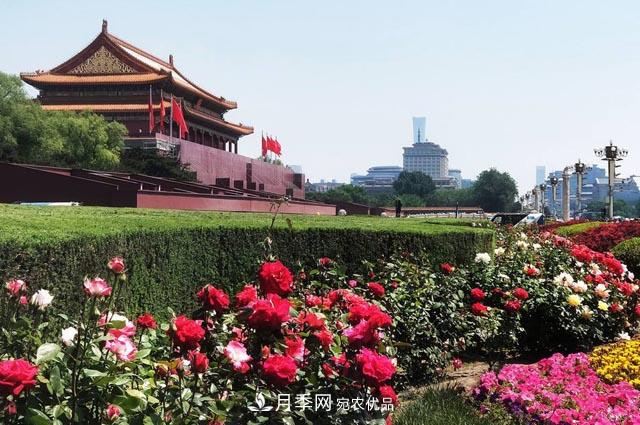 月季芬芳四百年 北京市花的前世今生(图3)