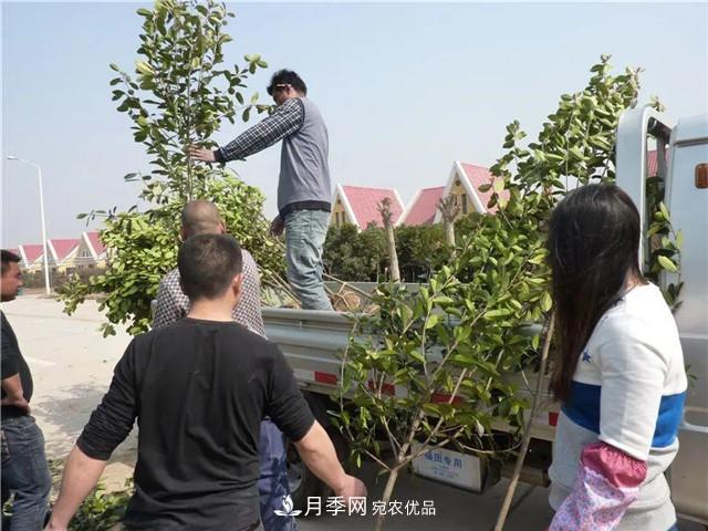 河南鄢陵：花木销售好于预期(图1)