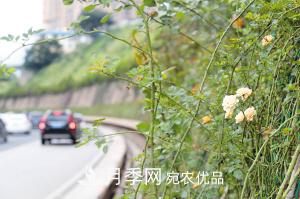 2500米月季花墙扮靓云南昆明二环北路(图1)