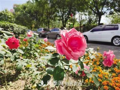 花开正艳！呼和浩特这条月季景观大道模样初现，你去过吗？(图1)