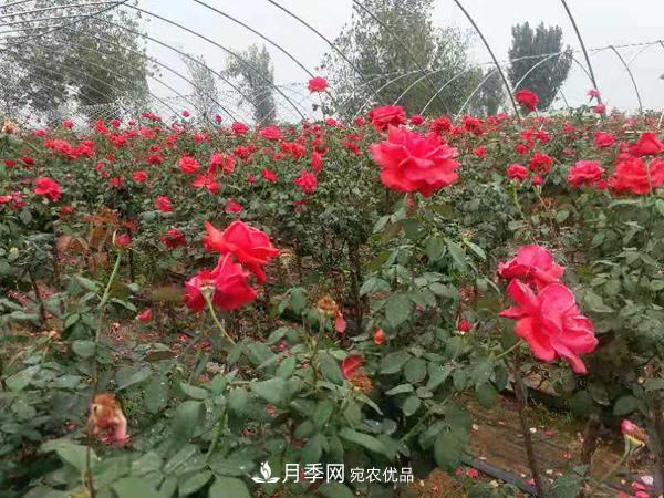 2020年***新树状月季价格(图3)