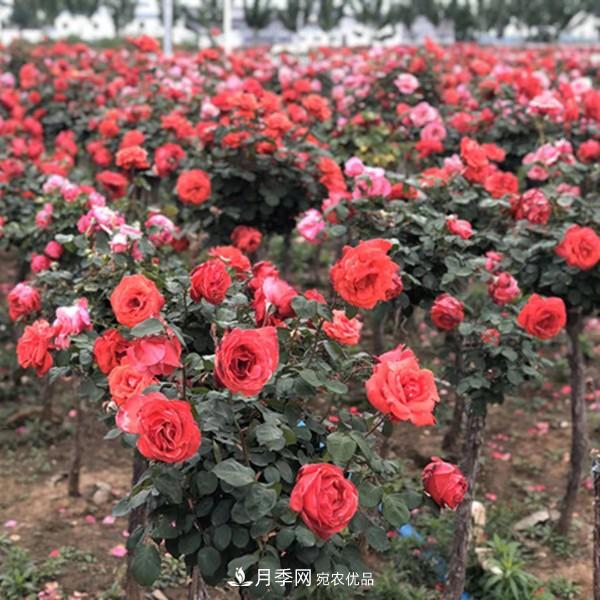 2020年***新树状月季价格(图1)