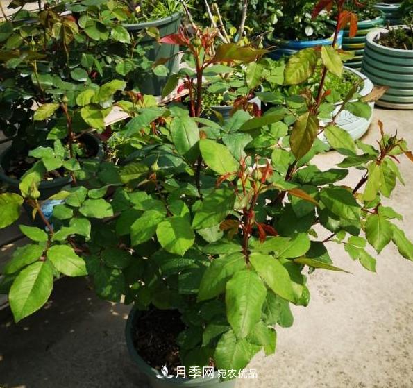 养的月季为什么不爱长？这几个原因***常见(图1)