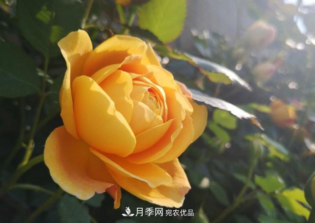 养的月季为什么不爱长？这几个原因***常见(图2)