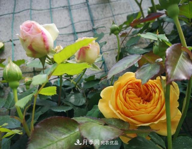 养的月季为什么不爱长？这几个原因***常见(图3)