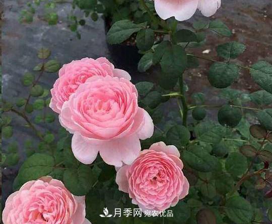 养的月季为什么不爱长？这几个原因***常见(图4)