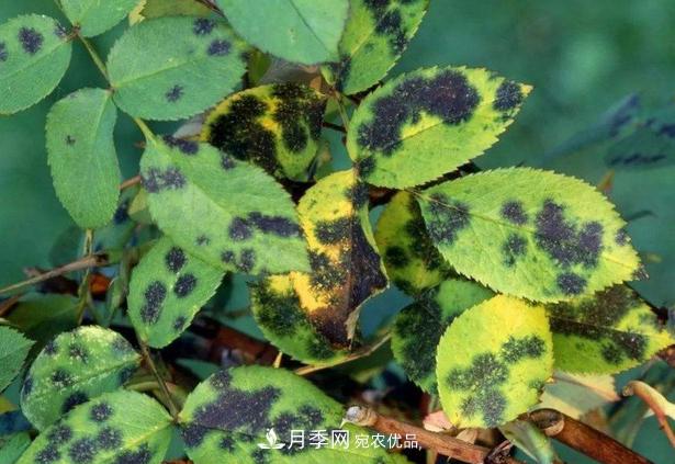 养的月季为什么不爱长？这几个原因***常见(图5)