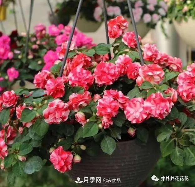 阳台种盆它，比月季开花勤，小巧精致好养活，开花重瓣似牡丹(图1)