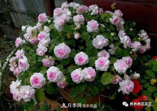 阳台种盆它，比月季开花勤，小巧精致好养活，开花重瓣似牡丹(图2)