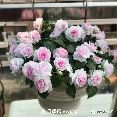 阳台种盆它，比月季开花勤，小巧精致好养活，开花重瓣似牡丹(图4)