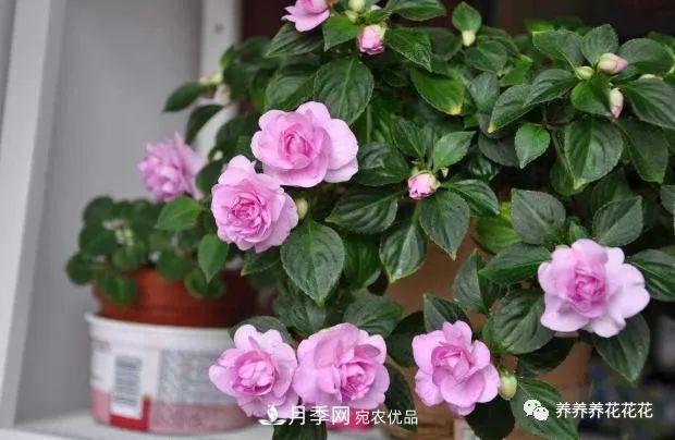 阳台种盆它，比月季开花勤，小巧精致好养活，开花重瓣似牡丹(图3)