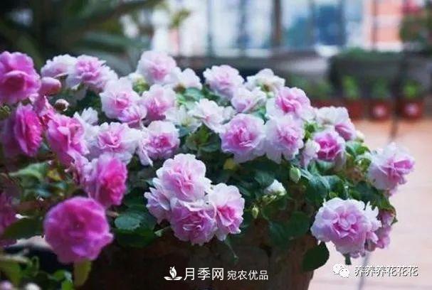 阳台种盆它，比月季开花勤，小巧精致好养活，开花重瓣似牡丹(图5)