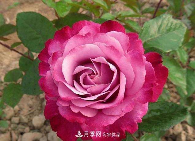 ***美的波浪边月季，又香又勤花，种植无难度，非常适合新手(图11)