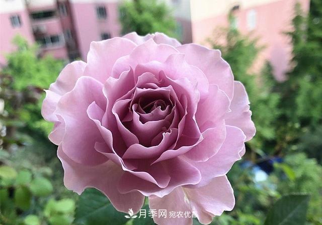 ***美的波浪边月季，又香又勤花，种植无难度，非常适合新手(图1)