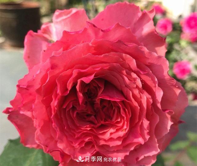 ***美的波浪边月季，又香又勤花，种植无难度，非常适合新手(图10)