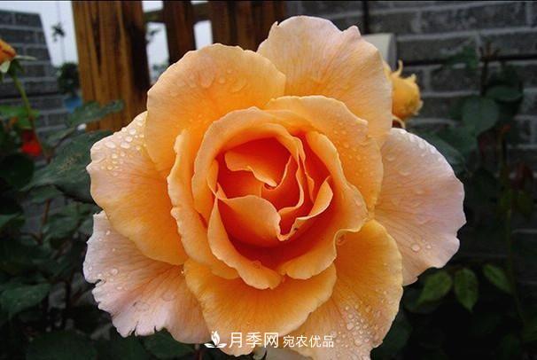 ***美的波浪边月季，又香又勤花，种植无难度，非常适合新手(图5)