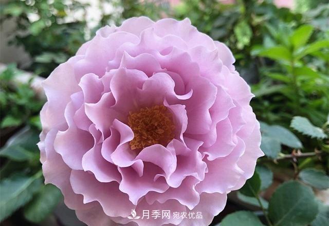 ***美的波浪边月季，又香又勤花，种植无难度，非常适合新手(图2)