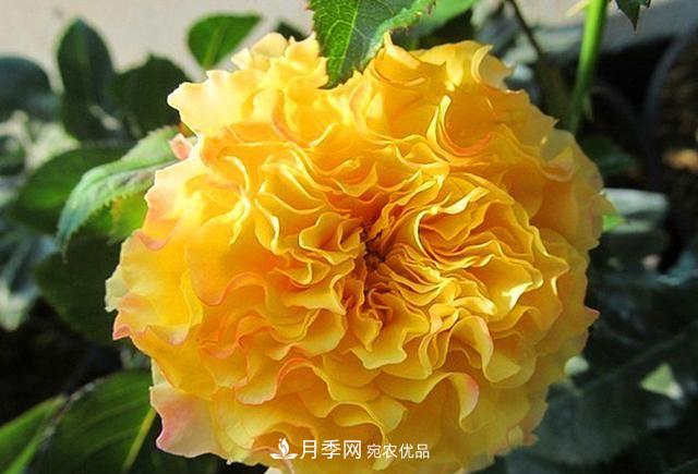 ***美的波浪边月季，又香又勤花，种植无难度，非常适合新手(图8)